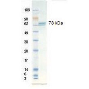 Vitronectin, human recombinant