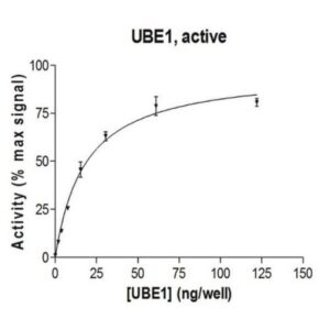 UBE1 Protein, active, 10 µg