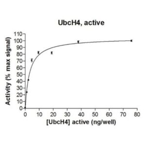 UbcH4 Protein, active, 50 µg