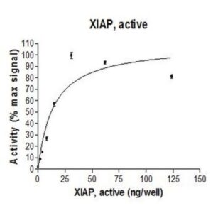 XIAP, active