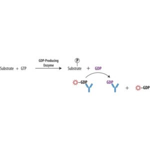 Transcreener® GDP FP Assay