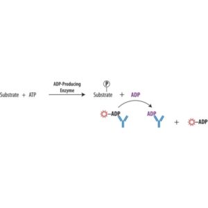 Transcreener® ADP² FP Assay