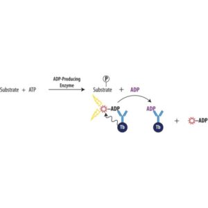 Transcreener® ADP² TR-FRET Red Assay