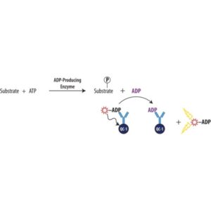 Transcreener® ADP² FI Assay