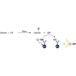 Transcreener® GDP FI Assay