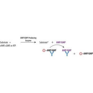 Transcreener® AMP²/GMP² FP Assay