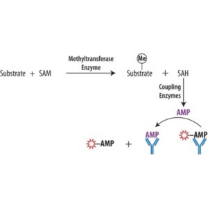 Transcreener® EPIGEN Methyltransferase Assay