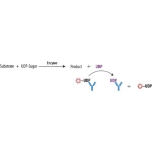 Transcreener® UDP² FP Assay