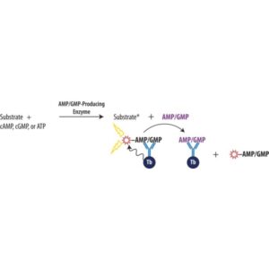 Transcreener® AMP²/GMP² TR-FRET Assay