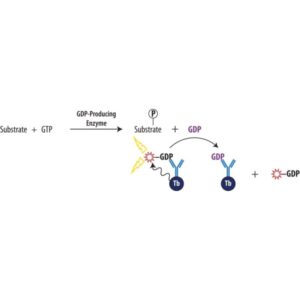 Transcreener® GDP TR-FRET Assay
