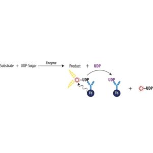 Transcreener® UDP² TR-FRET Assay