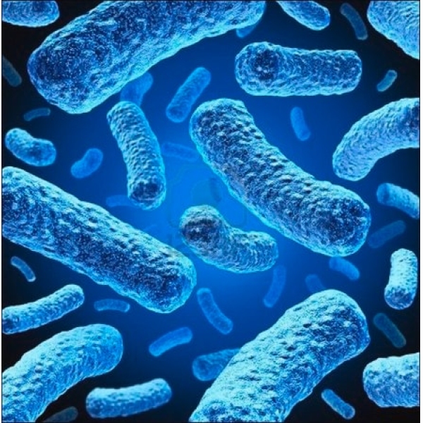NovaBlue Competent Cells - Novagen