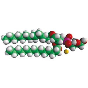 14:0 PG