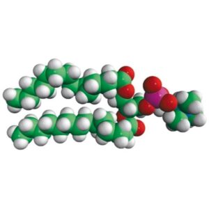 14:0 PC (DMPC)