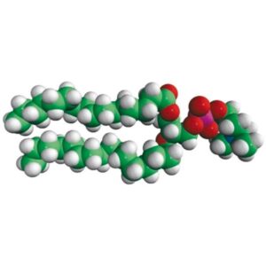 16:0 PC (DPPC)