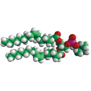 18:1 (Δ9-Cis) PC (DOPC)