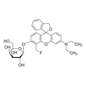 β-Galactosidase stain