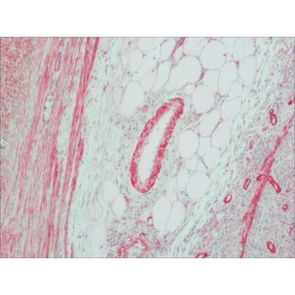 Anti-Mouse IgG (Fab specific)–Alkaline Phosphatase antibody produced in goat