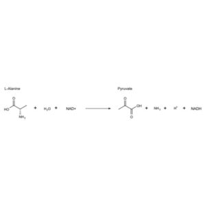 ʟ-Alanine Dehydrogenase from Bacillus subtilis