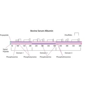 Bovine Serum Albumin solution