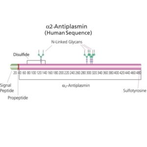 α₂-Antiplasmin from human plasma