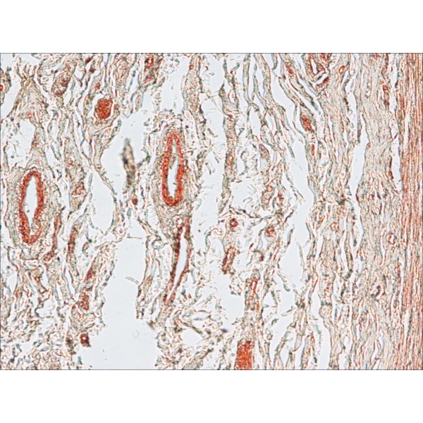 Anti-Mouse IgG (Fab specific)–Biotin antibody produced in goat