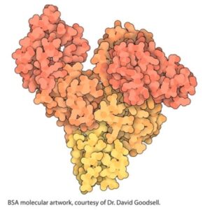 Albumin, Acetylated from bovine serum