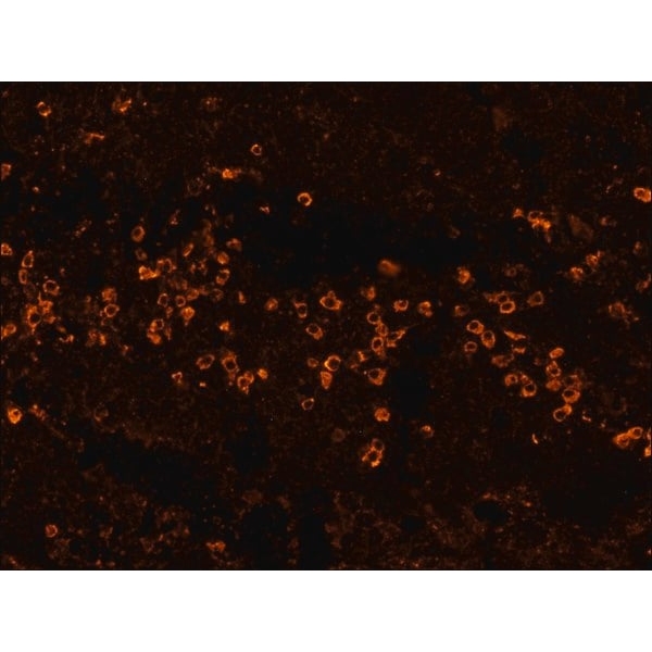 Anti-Human IgG (Fc specific)−Biotin antibody, Mouse monoclonal
