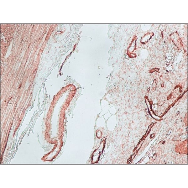 Anti-Mouse IgG (Fc specific)–Biotin antibody produced in goat