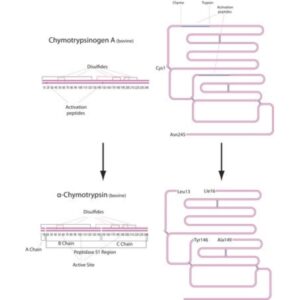 α-Chymotrypsin from bovine pancreas