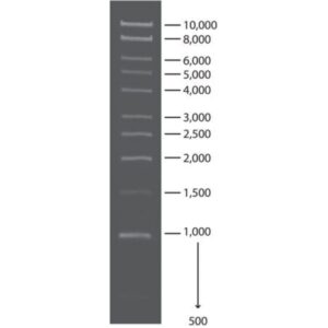 1 kb DNA Ladder