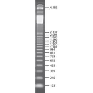 123 bp DNA Ladder