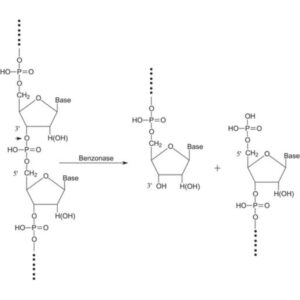 Benzonase® Nuclease, ultrapure