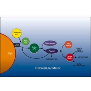 uPA Activity Assay Kit