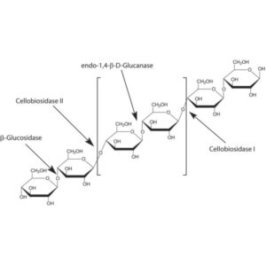 β-Glucosidase from almonds