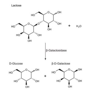β-Galactosidase from Escherichia coli