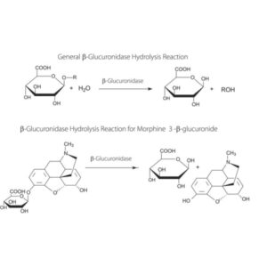 β-Glucuronidase from Helix pomatia