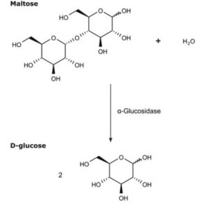 α-Glucosidase from rice