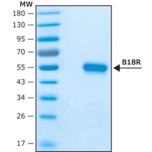 Vaccinia Virus B18R protein, recombinant expressed in HEK 293 cells, Carrier-Free