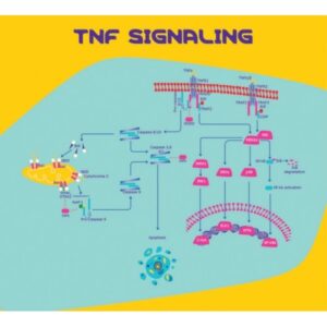 Tumor Necrosis Factor-α human