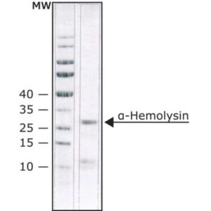 α-Hemolysin from Staphylococcus aureus