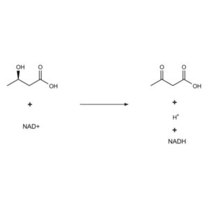 β-Hydroxybutyrate Dehydrogenase from Pseudomonas lemoignei