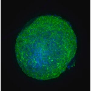 Visikol® HISTO™ Blocking Buffer