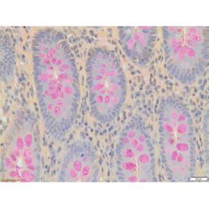 Weigert’s Iron Hematoxylin Solution, Part A