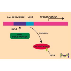 Isopropyl β-ᴅ-thiogalactopyranoside solution