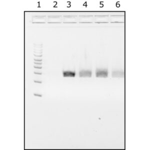 Water,microbial DNA free