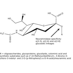 Neuraminidase from Vibrio cholerae