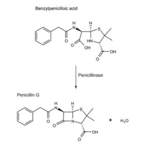 Penicillinase from Bacillus cereus