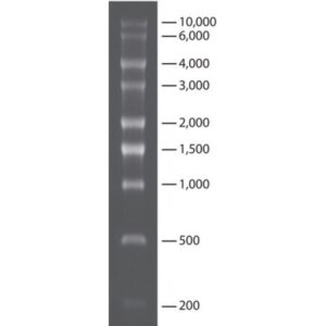 Transcript RNA Markers 0.2-10 kb