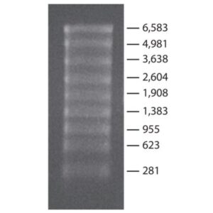 Transcript RNA Markers 0.28-6.6 kb